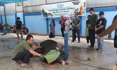 PT Air Minum Jayapura Sembelih 7 Sapi Kurban, Perkuat Kebersamaan Pegawai